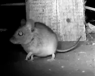 ratte.webp