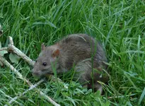 2014Ratte.webp