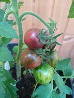 IMG_20220706_193447444.jpg