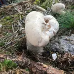Bovist_Hasenbovist; Calvatia utriform ? (1).jpg