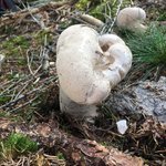 Bovist_Hasenbovist; Calvatia utriform ? (1).jpg