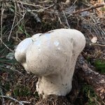 Bovist_Hasenbovist; Calvatia utriform ?.jpg