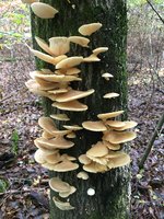 Lungen-Seitling (Pleurotus pulmonarius)_essbar_01.jpg