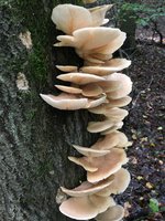 Lungen-Seitling (Pleurotus pulmonarius)_essbar_02.jpg