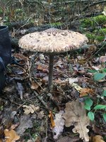 Riesenschirmpilz (Macrolepiota procera)_02.jpg
