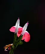 fürRentner01.webp