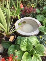 IMG_0387.JPG