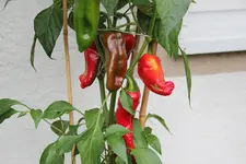 Chilie0122.webp