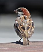 IMG_6699 - Copy.JPG