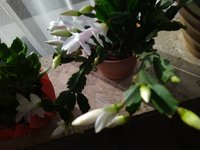IMG_20221103_093726.jpg