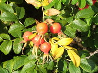 DSCI0764 (1).JPG