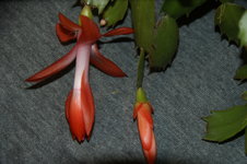 DSC00474.JPG