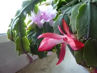 P1090444.webp
