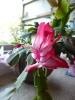 P1090445.webp