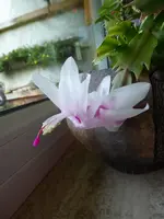 P1090447.webp