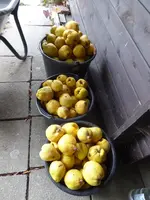 P1090469.webp