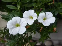 P1090428.webp