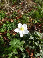 P1090441.webp