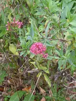 P1090450.webp