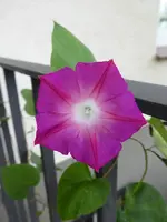 P1090433.webp