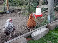 DSCN4510.webp