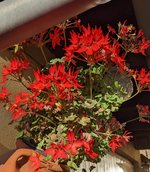 PXL_20221106_082417615~2.jpg