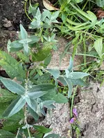 IMG_1631 (2).webp