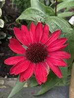 C2C85782-A878-458D-AE62-DD28A776A156.webp