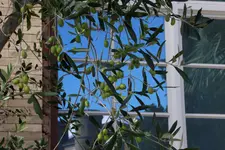 Fensterkreuz.webp