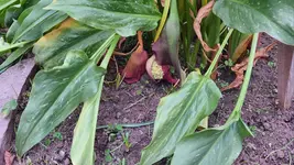 Callas Uwe Samen 001.webp