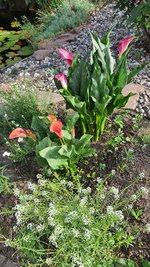 2022-06-28 Callas.jpg