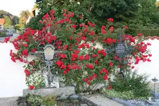 Elterngrab1819.webp