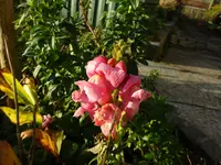 DSC02725.webp