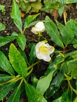 IMG_20221111_081017.webp