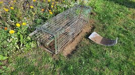 2022-11-11 Waschbär-03.jpg
