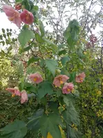 IMG_20221106_124407.webp