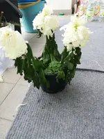 IMG_20221110_132221.webp