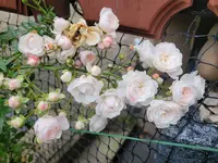 20221112_160505.webp