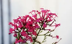 2022blmn64.webp