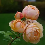 2022blmn66.webp