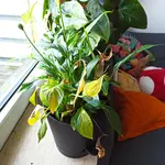 IMG_20221115_140346.webp