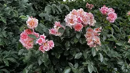 3D0C0DA5-01B7-4CBB-B294-F1D95460D95B.webp
