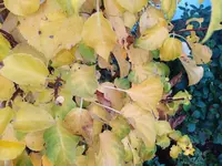 IMG_20221116_143010.webp