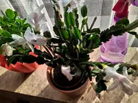 IMG_20221116_144627.webp