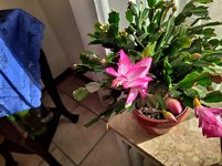 IMG_20221116_144612.jpg