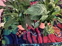 IMG_20221116_164533.webp