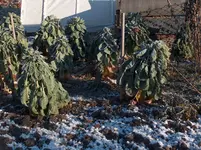 HPIM4359[1].webp