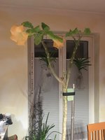 Brugmansia-B_20210225_01.jpg