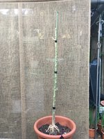 Brugmansia-A-Kübel_2020-04.jpg