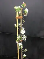 Säulen-Apfel Ballerina 'Bolero' _Bindung Kokosstrick_04.jpg